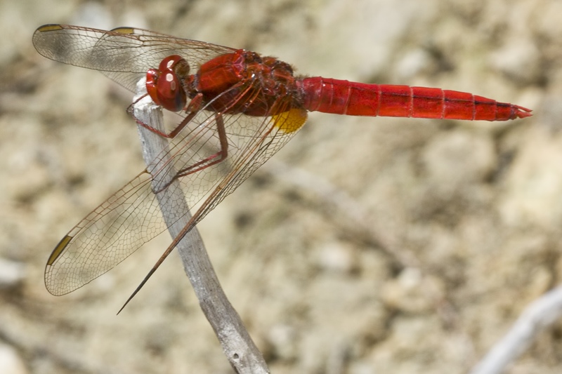 S. fonscolombei o C. erythraea? - C. erythraea e T. annulata